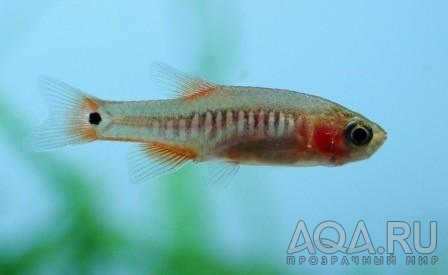 Emerald dwarf rasbora