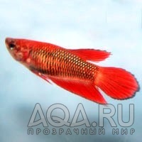 Betta Splendens 2