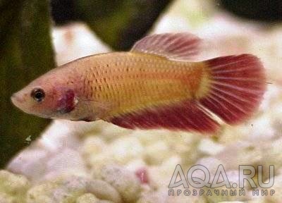 Betta Splendens 3