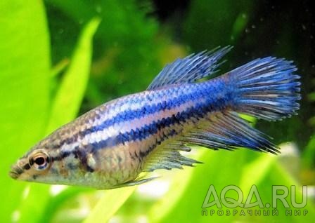 Betta Splendens 4