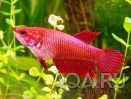 Betta Splendens 5