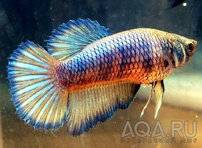 Betta Splendens 6