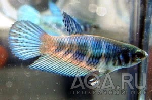 Betta Splendens 7