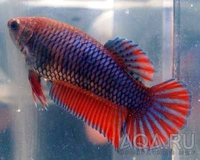 Betta Splendens 8