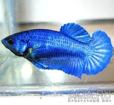 Betta Splendens 9