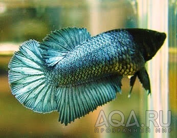 Betta Splendens 11