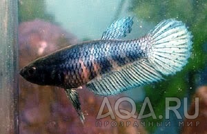 Betta Splendens 12