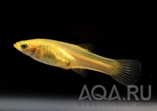 Endler Gold female