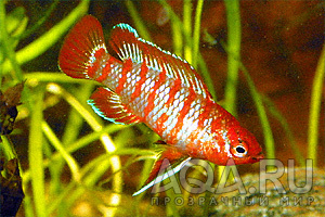 Badis scarlet