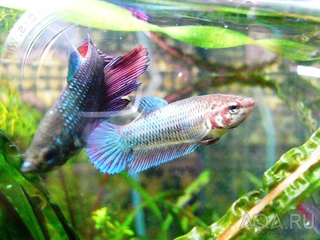 Betta_5