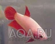 Cambodian red female from internet