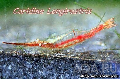 CARIDINA longirostris/креветка красноносая