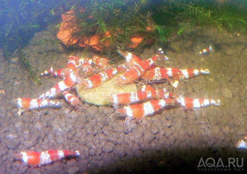 Caridina cantonensis sp.Red crystal / креветка красный кристал