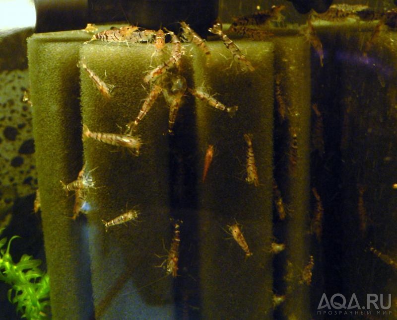 Caridina cantonensis sp.tigr