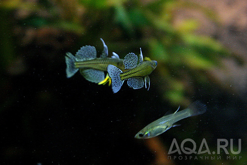 Spotted blue-eye 	Pseudomugil gertrudae