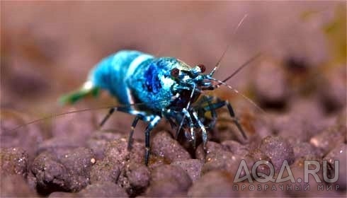 Blu Bee shrimp