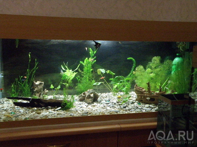 аквариум 250л 1