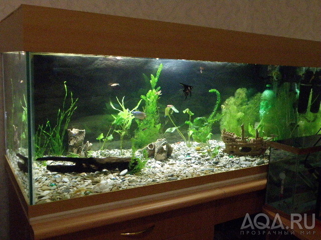 новый аквариум 250