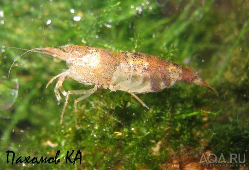 CARIDINA SERRATA