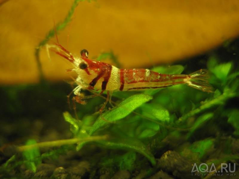 Caridina sulawensis Sp.- - Sulawesi Shrimp species - Harlequin Shrimp