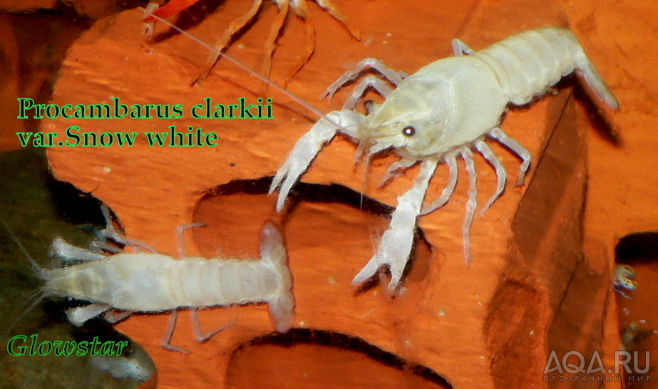 Procambarus clarkii var Snow white