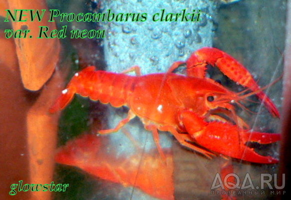 procambarus clarkii var red neon