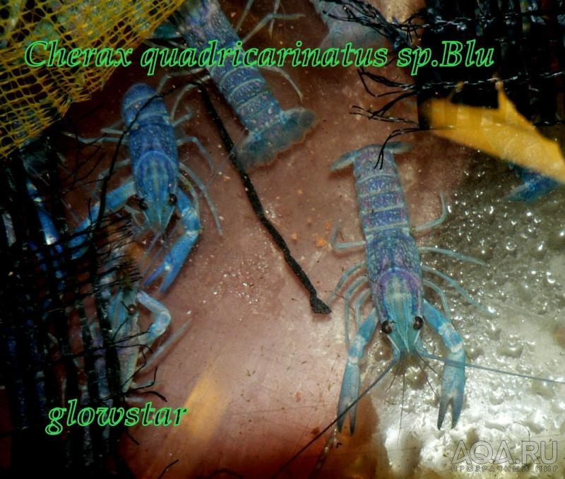 cherax quadricarinatus blue