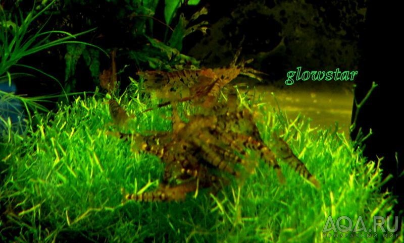 Caridina cf. cantonensis sp.