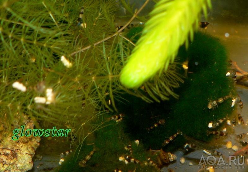 Caridina breviata bee