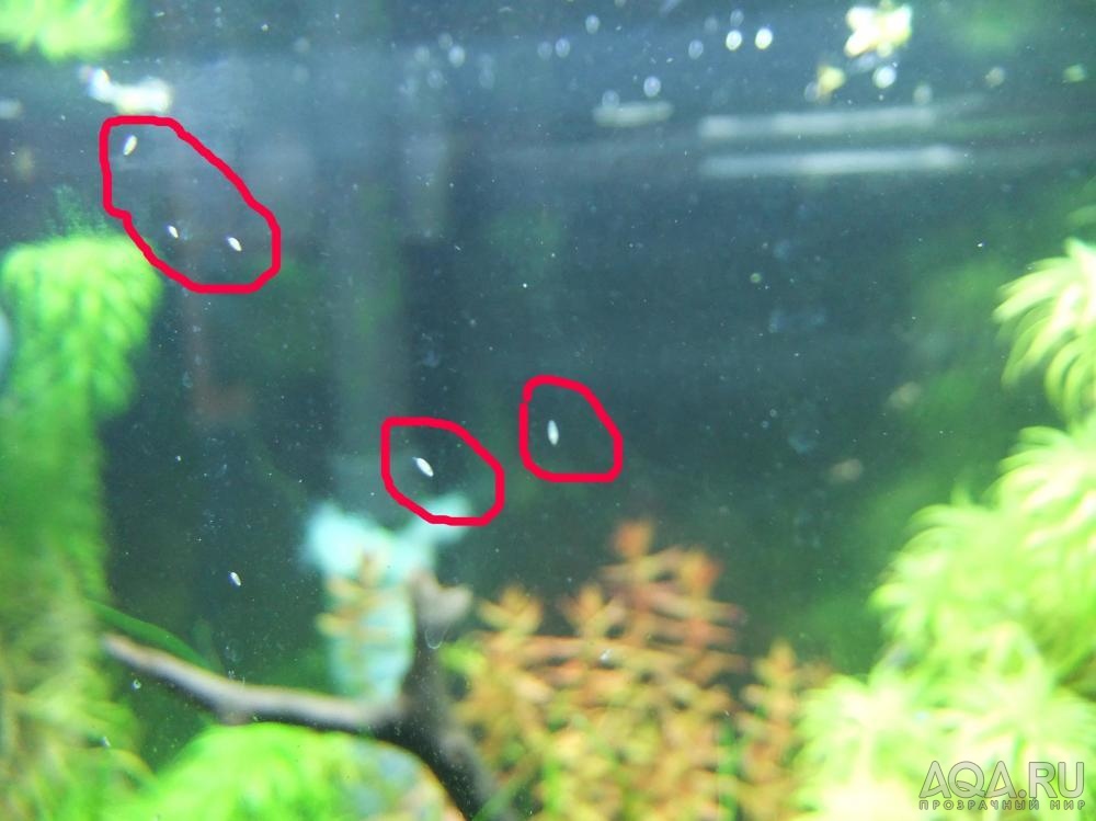 who the hell is that in my shrimptank??