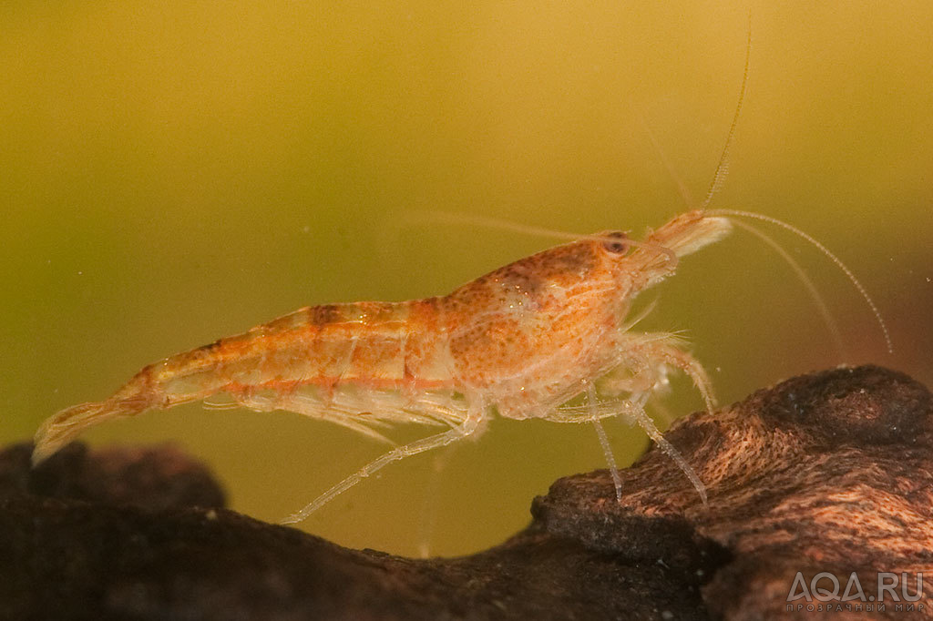 orange shrimp 2