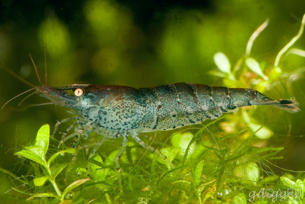 Neocaridina sp. Blue