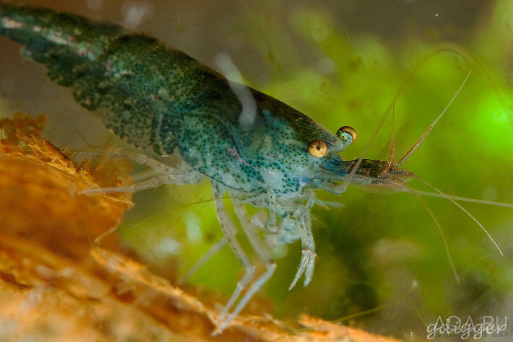 (???) Neocaridina sp. Blue