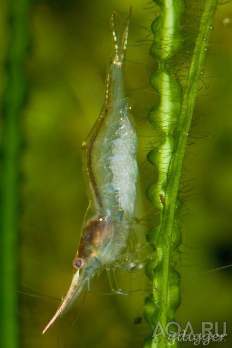 Caridina gracilirostris