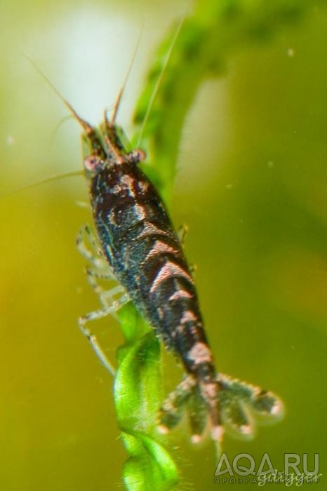 Neocaridina sp. Blue