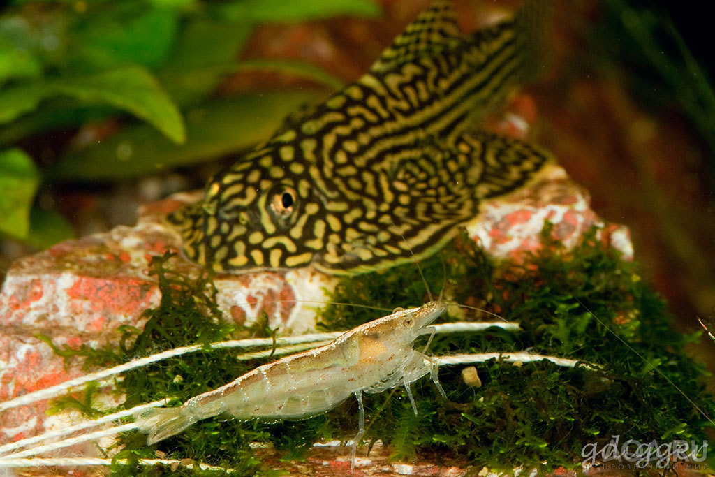 Caridina weberi