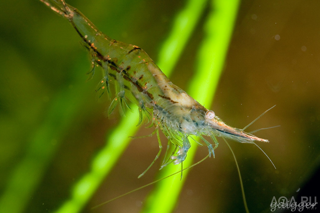 Caridina gracilirostris