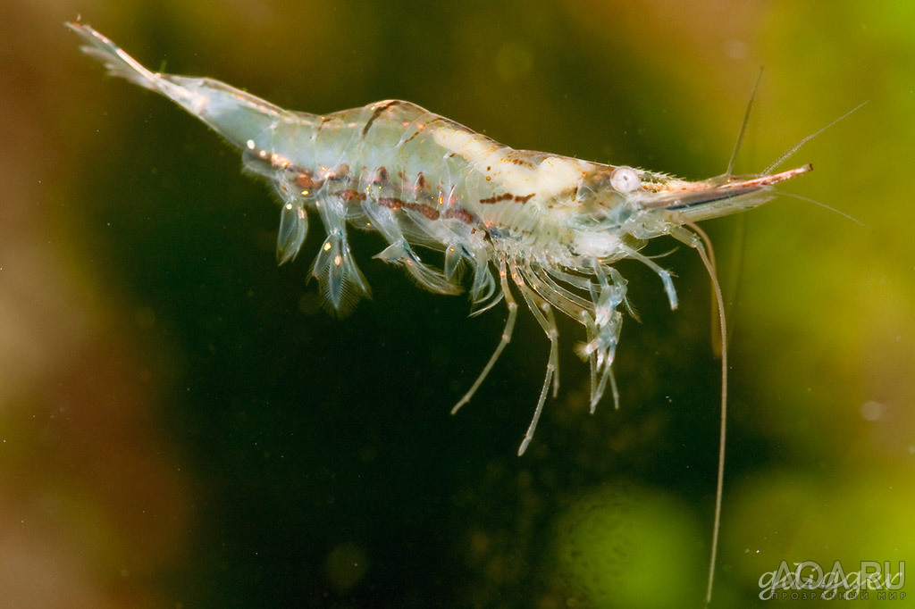 Caridina gracilirostris