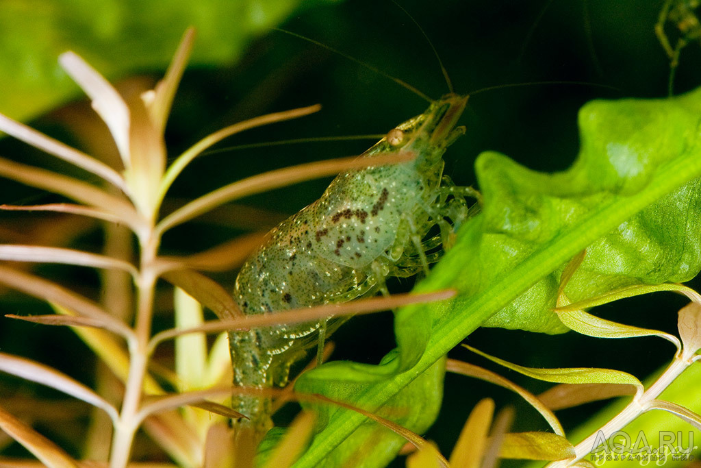 Caridina weberi