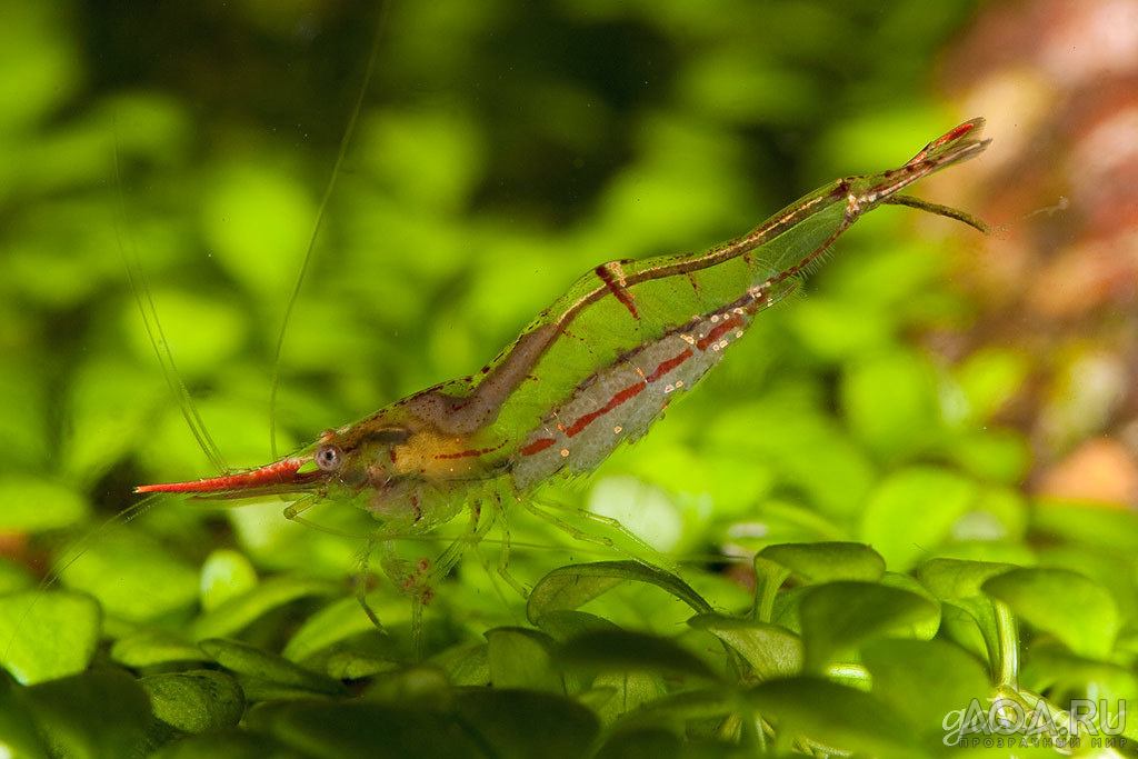 Caridina gracilirostris