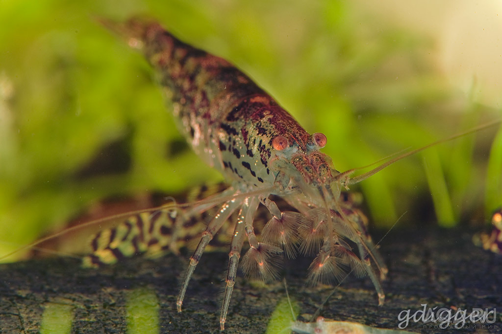 Blue Caesar shrimp