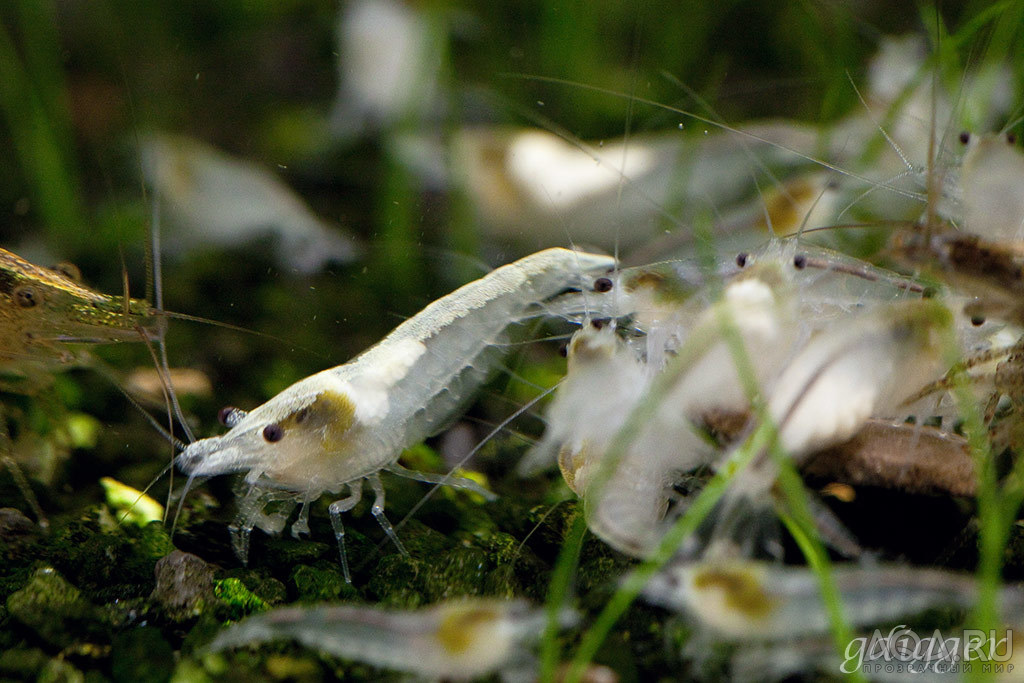 Neocaridina cf. zhangjiajiensis var. White pearl