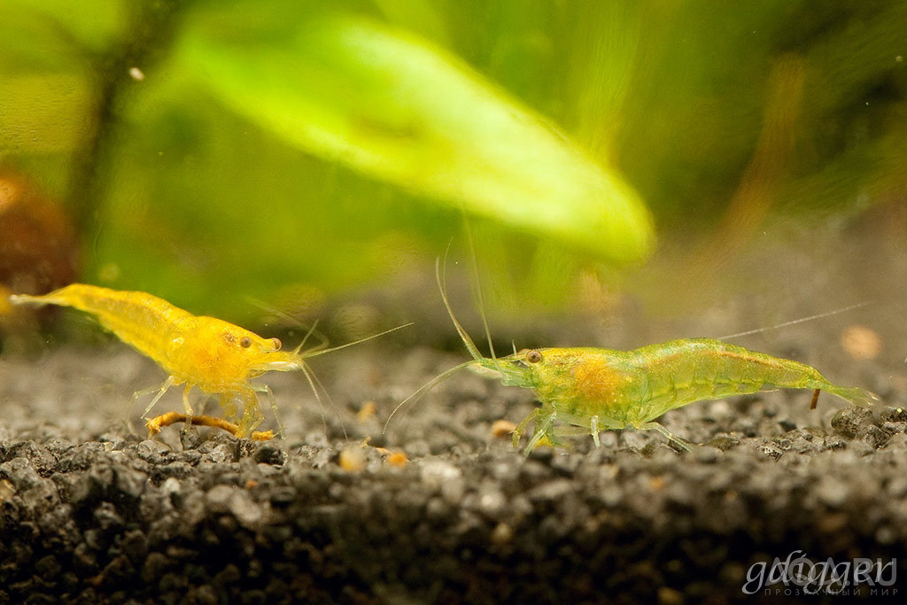 Neocaridina heteropoda var.