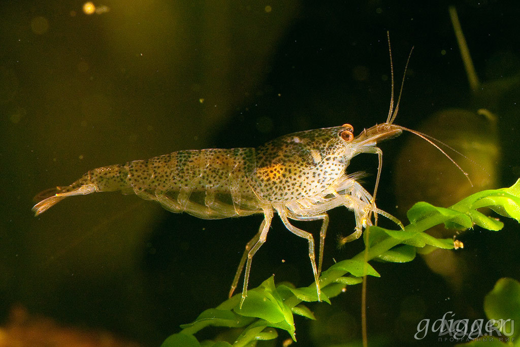 Caridina Serrata Tupfel