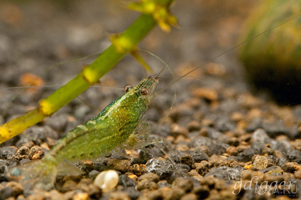 Midget shrimp. Babaulti sp.?