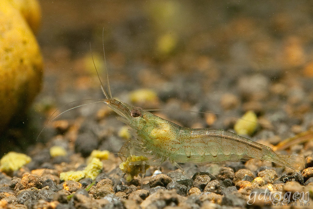 Midget shrimp. Juvenile. Babaulti sp.?