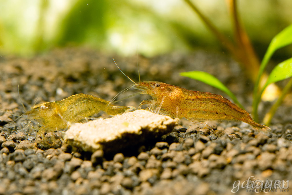 Malaya shrimp?