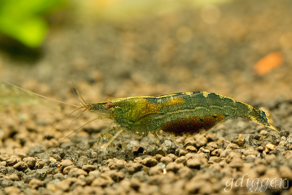 Midget shrimp / Malaya?