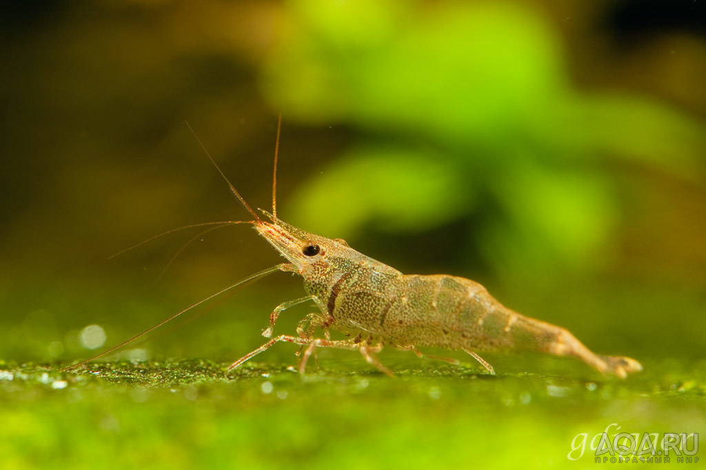 Blue bee shrimp Caridina sp. Sulawesi