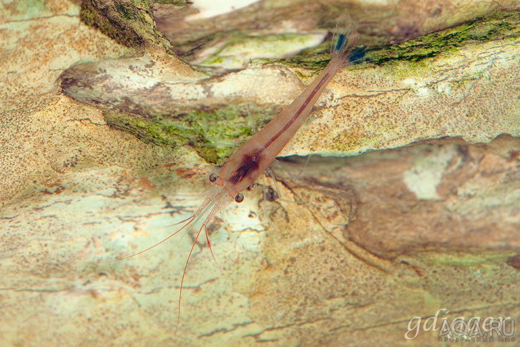 Caridina caerulea